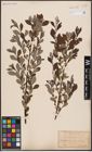 Foto von Salix aurita L.